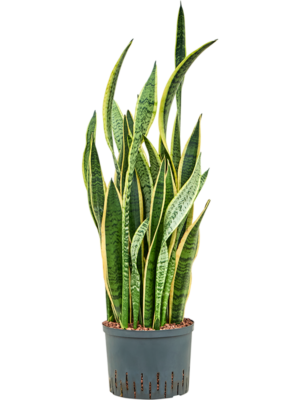 Tuft