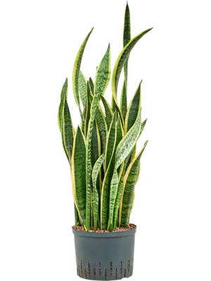 Tuft