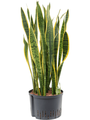 Tuft