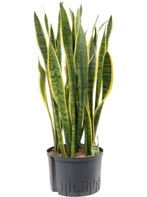 Tuft