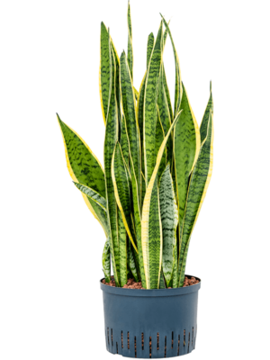 Tuft
