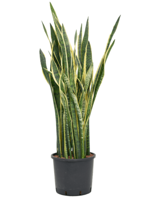 Tuft
