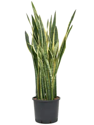 Tuft