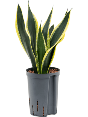 Tuft