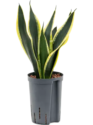 Tuft
