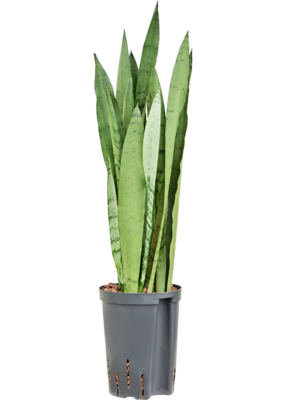Tuft