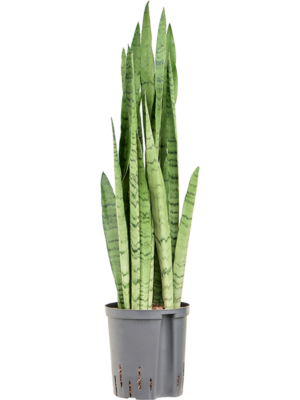 Tuft