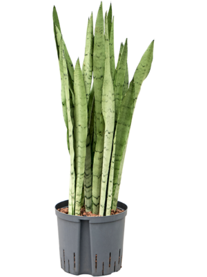 Tuft