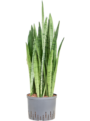 Tuft