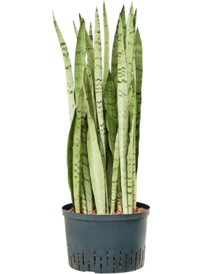 Tuft