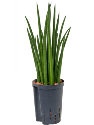 Tuft
