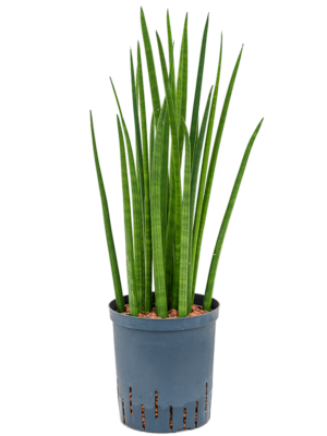Tuft