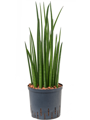 Tuft
