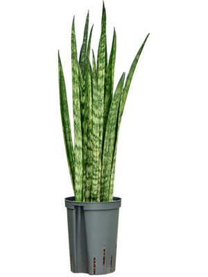 Tuft
