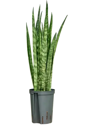 Tuft