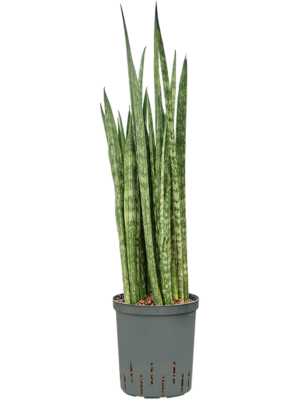 Tuft