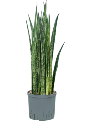 Tuft