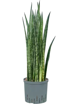 Tuft