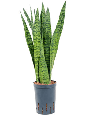 Tuft