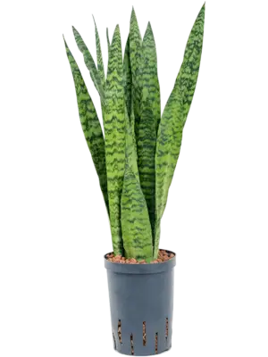 Tuft