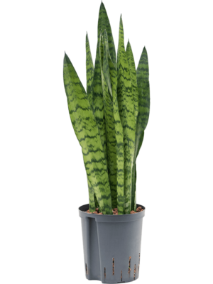 Tuft