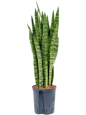 Tuft