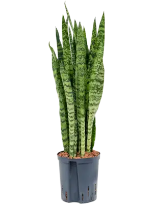 Tuft