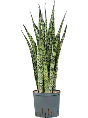 Tuft