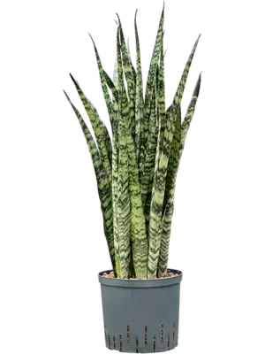 Tuft