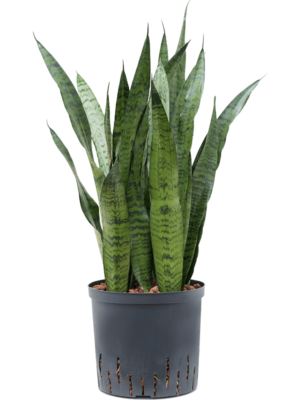 Tuft