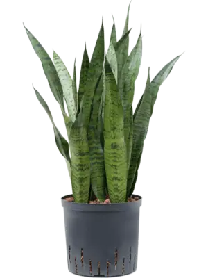 Tuft