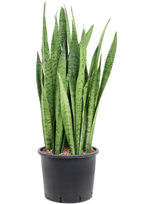 Tuft