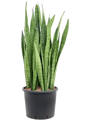 Tuft
