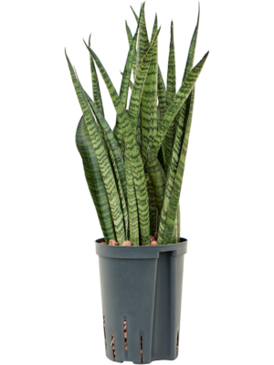 Tuft