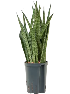 Tuft
