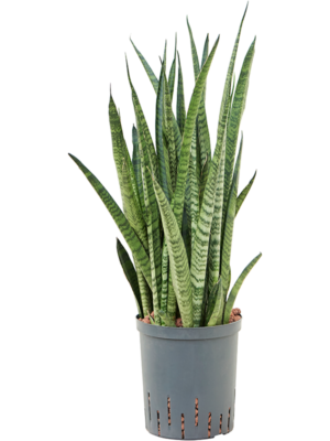Tuft