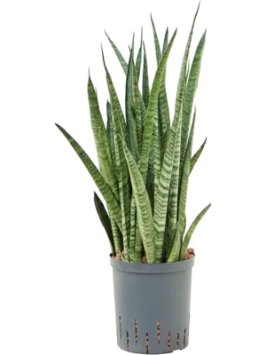 Tuft