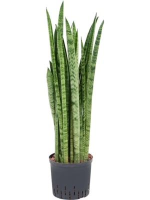 Tuft