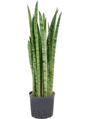 Tuft