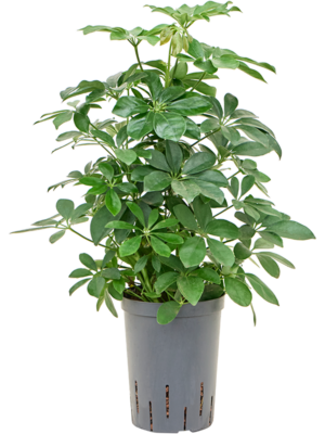 Bush
