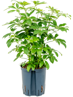Bush