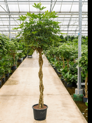 Stem braided