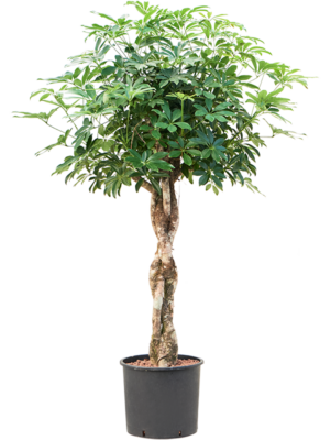 Stem braided extra