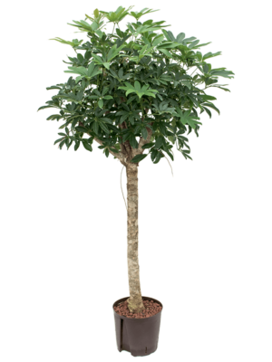 Stem
