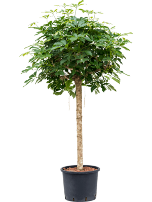 Stem
