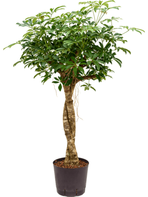 Stem twist