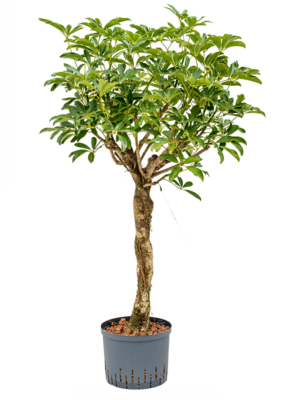 Stem twist