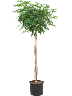 Stem twist