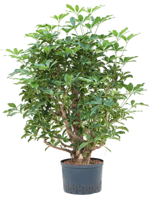 Branched