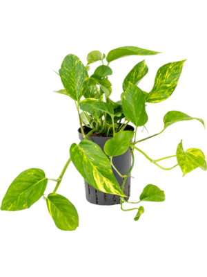 Hanging plant